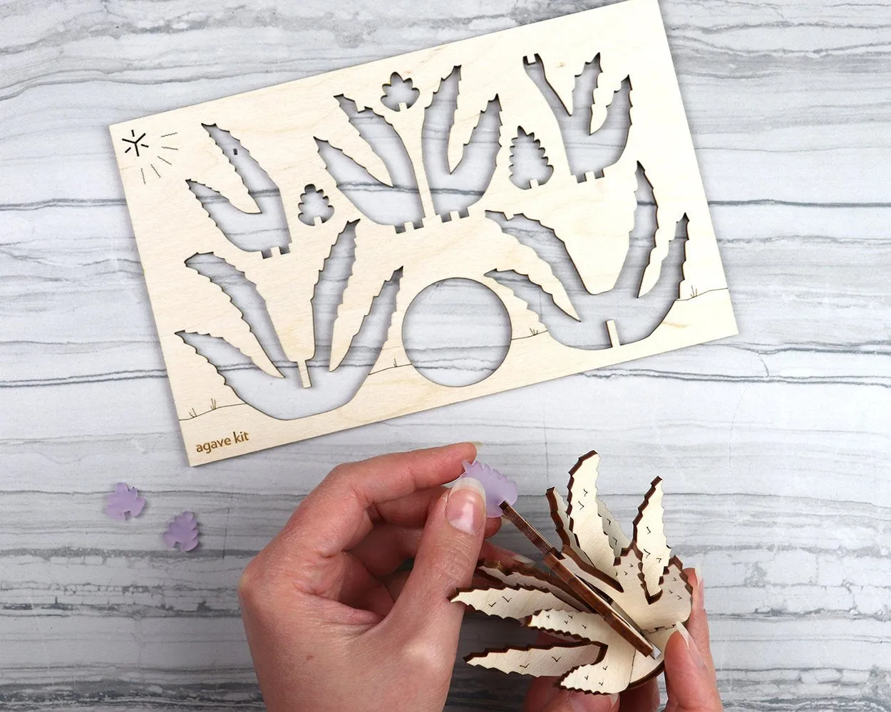 Agave Cactus Kit